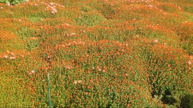 Бал Хризантем смотреть онлайн