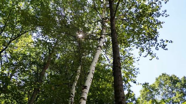 Берёзки/Автор: Фаина Назарова/Читает Татьяна К.С./СтихиЯ*** #поэзия #стихи #фаинаназарова#берёзки смотреть онлайн