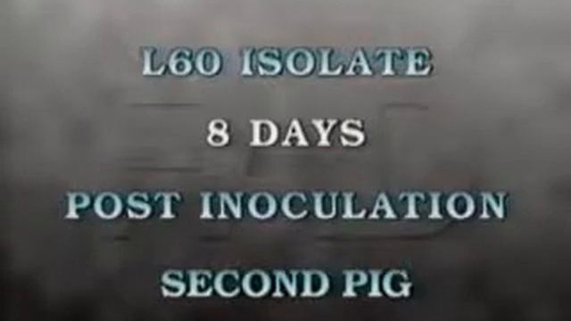Африканская чума свиней, African Swine fever смотреть онлайн