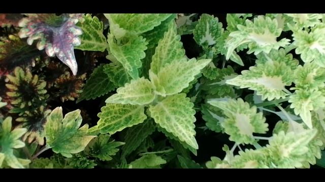 Обзор большой теплицы 11 07 20 г смотреть онлайн