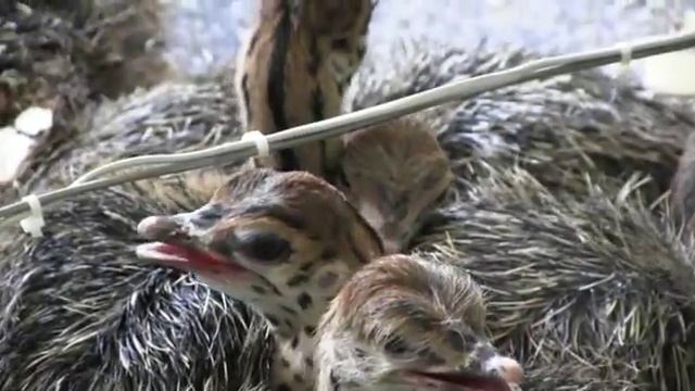 Страусята вылупились! смотреть онлайн