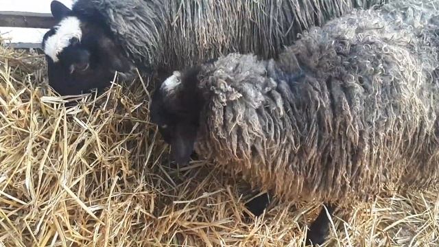 Романовские овцы. Котная овца или нет? Когда у первокоток наливается вымя? смотреть онлайн