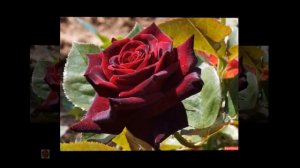 Роза  "Черный принц"