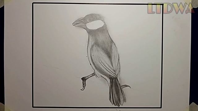 DRAWING BIRD | JAVA SPARROW DRAWING | PENCIL DRAWING смотреть онлайн