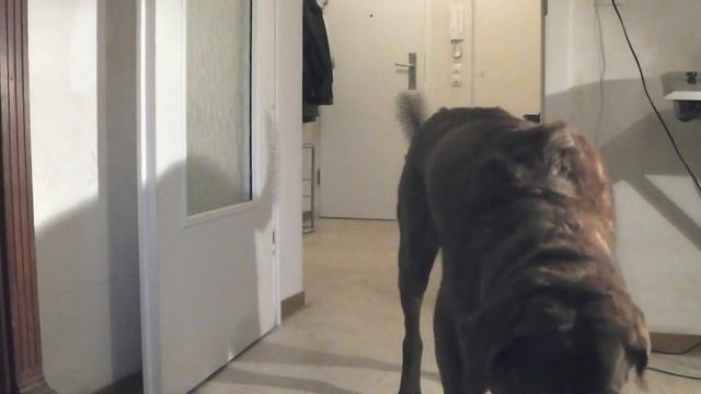 Portrait "Chesapeake Bay Retriever" смотреть онлайн