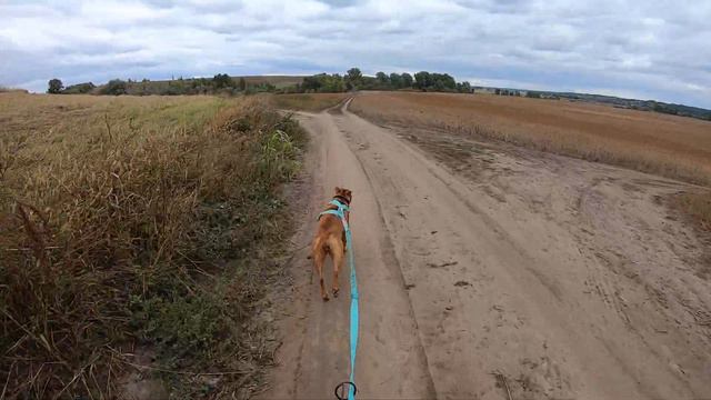 Баги. 2,4 км. старт-финиш. Небольшая драчка. 27.09.2021 смотреть онлайн