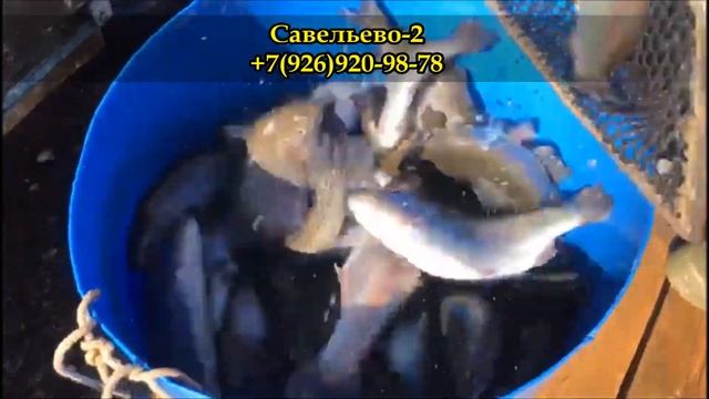Форель ловля. Рыбалка в Подмосковье. Савельево-2 смотреть онлайн