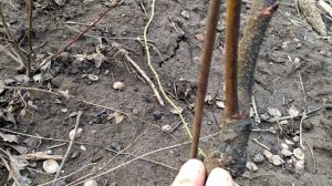 Подвой для персика