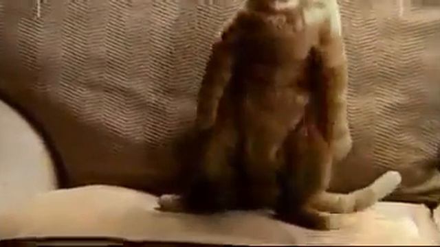 Киска, съела Вискас! (Pussy ate Whiskas!) смотреть онлайн