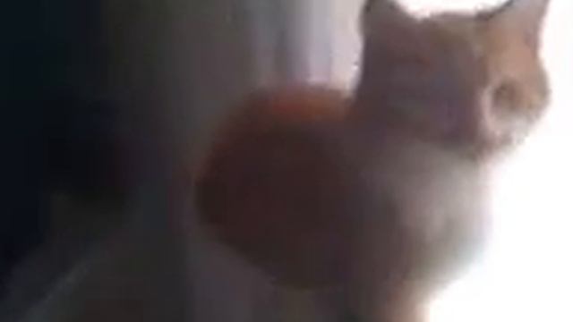 кот дурак. смотреть онлайн