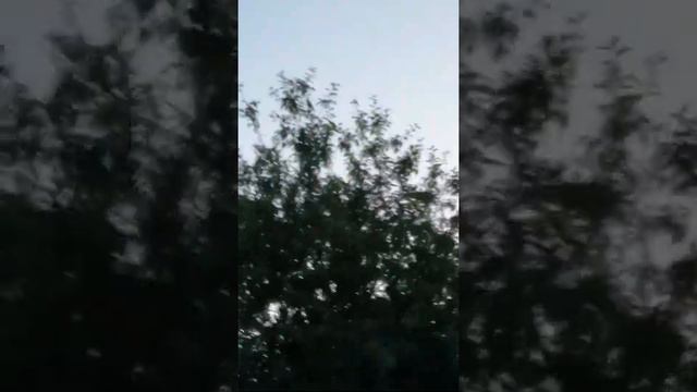 Пение птиц после захода солнца :-) смотреть онлайн