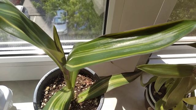 Традесканции. Каллизия. Рео. смотреть онлайн