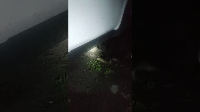 Вышел на лай собачки!!! Пытался укусить ежика )))