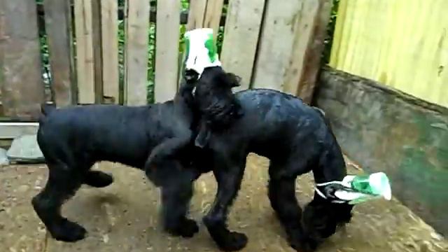 п-к Роман-Кош..Роман-Кош Ивар и Ирика Санни. Дети РК Евридики и РК Джайва Квика смотреть онлайн