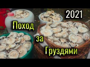 Поход за грибами. Много Белых Груздей. Вкуснейший Гриб для засолки. Мы их собираем, а они всё лезут.