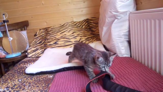 пикси-боб котенок девочка Златка, возраст 2 месяца смотреть онлайн