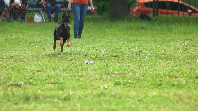 Pros and cons of owning a Doberman Finally Revealed смотреть онлайн