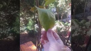 Распаковка.Магнолия Дженни  в С2 из ОПТ -ХОЗ ! Magnolia (сорт Genie ).Осень 2023 г.