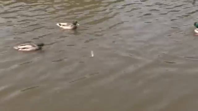 Наталья Толстая - Лучшее свидание – на пленэре смотреть онлайн