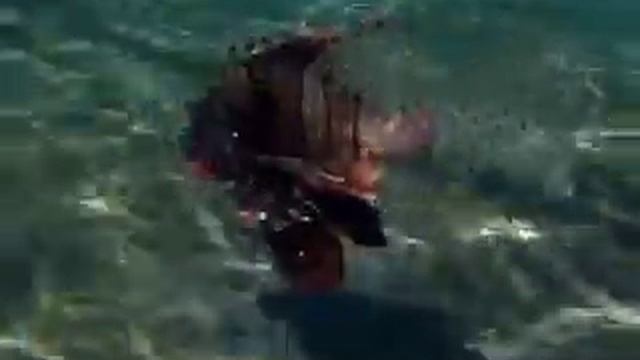 рыбки Красного моря 2 / Крылатка/ смотреть онлайн