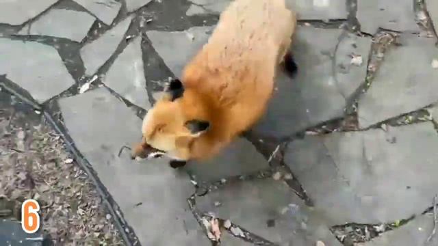 ЛИ СЯО. Alice the fox. Орех игровой - батон боевой. смотреть онлайн