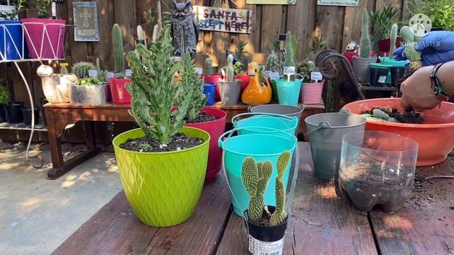 Trasplantando Opuntias (Monacantha,orejas De Conejo, Dominó) #opuntia #trasplante