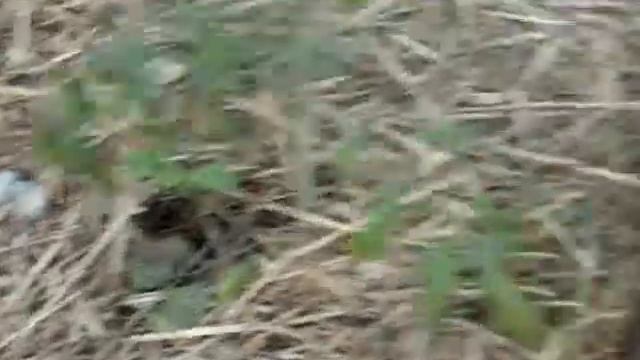 Арбуз привитый на тыкве и не привитый смотреть онлайн