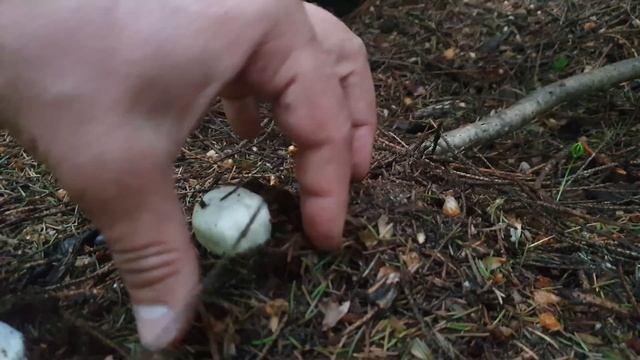 Шампиньоны ещё есть ! Ёлки дают грибы ! Грибы 2021 ! смотреть онлайн