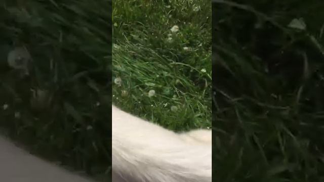 Строча встаёт потихоньку... смотреть онлайн