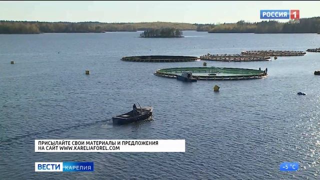 В Карелии собирают информацию для подготовки учебного пособия для форелеводов смотреть онлайн