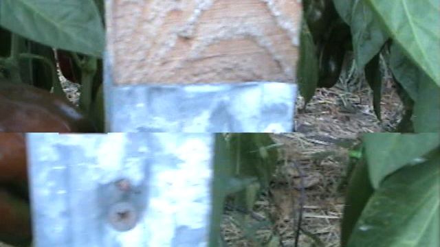 Красный кубовидный перец "Даллас" компании Энза Заден, для пленочных теплиц смотреть онлайн