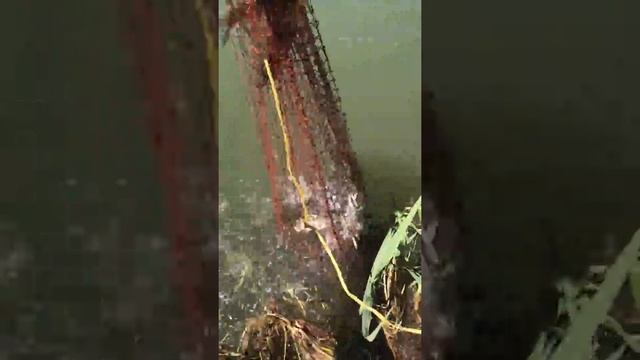 Моя рыбалка, Волгодонск смотреть онлайн