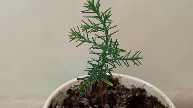 Посадил зёрнышко из хвойной шишки в бумажный стаканчик. Мини ёлочка! смотреть онлайн