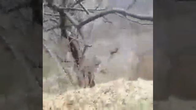 kakanj. 40km from Sarajevo. 4500msq land on river and big house. 35000€ смотреть онлайн