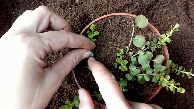 Формирование вербейника монетчатого для кашпо