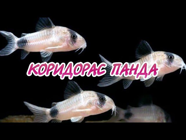 КОРИДОРАС ПАНДА.СОДЕРЖАНИЕ И РАЗВЕДЕНИЕ В АКВАРИУМЕ. смотреть онлайн