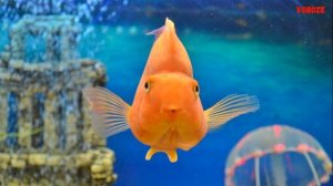 Аквариумная Рыба Попугай Содержание Разведение Совместимость. Покупать или нет?