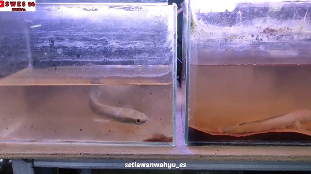 REVIEW KOLEKSI CHANA// KOLEKSI NYA RARE ITEM SEMUA// ADA LIMBATA SUPER GONDRONG❗part 2 #chana смотреть онлайн