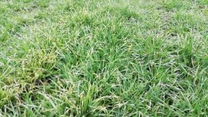 Пора кормить ячмень. Подкормка озимого ячменя.