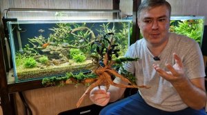 Запустил креветочник с красивыми буцефаландрами