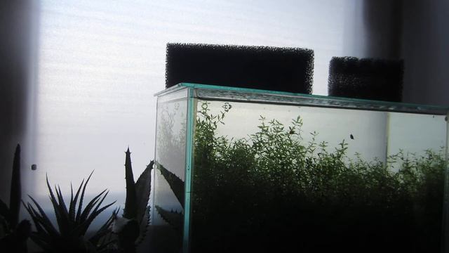 Борьба с водорослью вьетнамкой смотреть онлайн