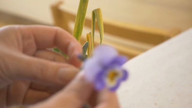 【生け花】あけましておめでとうございます🎍【正月】早々、廃材利用💦水仙で終わり水仙から始める。ビオラや雑草と共に、いつも通りの小さなikebana🌸 смотреть онлайн