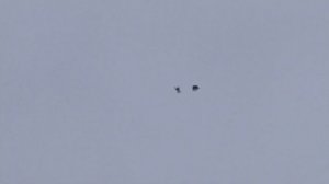 Голуби серпастые 2022 г.г.Снежное