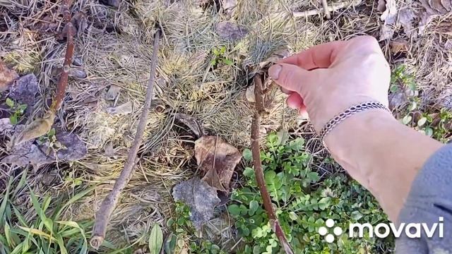 14.03.2023 г. МОЯ МИНИ ДАЧА ПОД ОКНАМИ!!! ЕЩЁ ОДНО ЛЮБИМОЕ ХОББИ!!! смотреть онлайн
