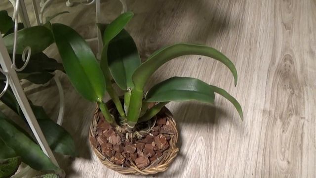 Как посадить орхидею. Подбор правильного горшка и типа посадки. смотреть онлайн