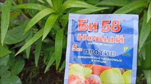 ЛИЛИИ В ОПАСНОСТИ!!! ПРОЖОРЛИВЫЕ Красные Жуки могут оставить БЕЗ БУТОНОВ! Чем обработать Лилии