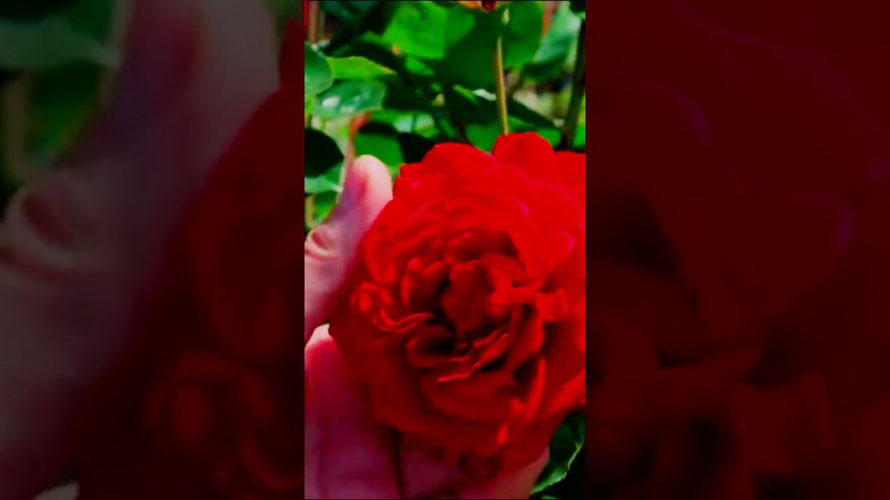 Роза Тесс оф зе д'Эрбервилль Tess of the d’Urbervilles смотреть онлайн