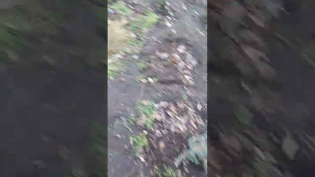 Укрытие на зиму для гортензии и магнолии  #гортензия