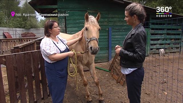 Приют для лошадей в Раменском: как списанные животные помогают детям с аутизмом смотреть онлайн
