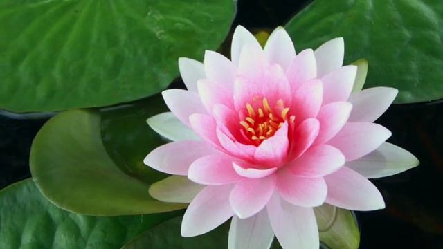 Ra Ma Da Sa by Satkirin Kaur Khalsa, Edited by Divine Shakti Mandir смотреть онлайн